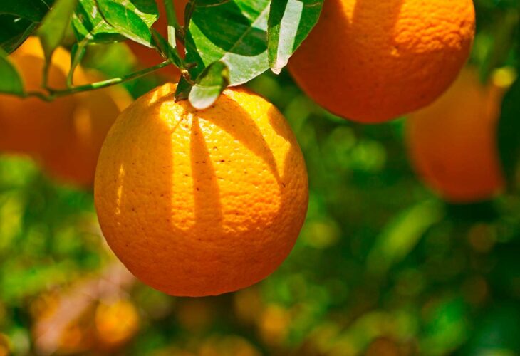 citricos postcosecha