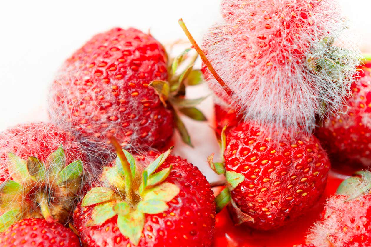 Fresas con moho