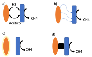 mecanismos de transformación de CO2 en metano a través de distintas rutas metabólicas: (a) ruta metabólica convencional; (b) Ruta DIET “pili”; (c) Ruta DIET proteínas unidas a la membrana celular; (d) Ruta metabólica mediante materiales conductores